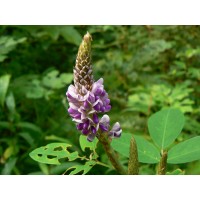 Gama de produse Desmodium